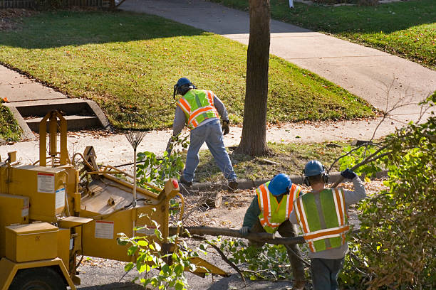 Best Tree Clearing Services  in Clovis, NM